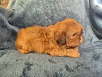Male 2, a male Shih Tzu for sale in Fort Mill, SC – 5 of 5
