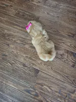 Nugget, a female Shih Tzu for sale in Fort Mill, SC – Photo 4 of 5