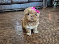 Nugget, a female Shih Tzu for sale in Fort Mill, SC – Photo 1 of 5