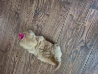 Nugget, a female Shih Tzu for sale in Fort Mill, SC – Photo 5 of 5