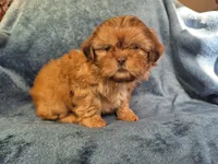 Male 2, a male Shih Tzu for sale in Fort Mill, SC – 2 of 5