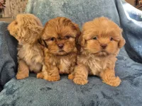 Male 2, a male Shih Tzu for sale in Fort Mill, SC – 4 of 5