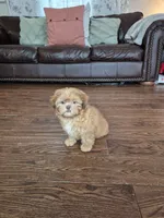 Jax, a male Shih Tzu for sale in Fort Mill, SC – 5 of 6