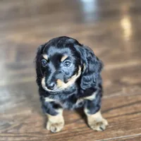 Jax, a male Miniature Dachshund for sale in Fort Mill, SC – Photo 4 of 5