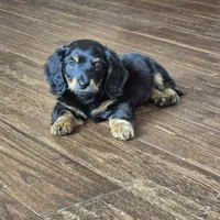 Jax, a male Miniature Dachshund for sale in Fort Mill, SC – Photo 2 of 5