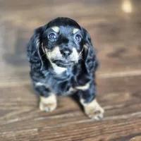 Jax, a male Miniature Dachshund for sale in Fort Mill, SC – Photo 5 of 5