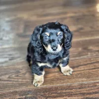 Jax, a male Miniature Dachshund for sale in Fort Mill, SC – Photo 1 of 5