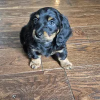 Jax, a male Miniature Dachshund for sale in Fort Mill, SC – Photo 3 of 5