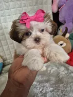 Claire , a female Shih Tzu for sale in Fort Mill, SC – 2 of 6