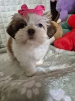Claire , a female Shih Tzu for sale in Fort Mill, SC – 3 of 6