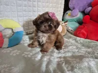 Twinkle , a female Shih Tzu for sale in Fort Mill, SC – 2 of 4