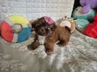 Twinkle , a female Shih Tzu for sale in Fort Mill, SC – 3 of 4