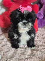 Molly, a female Shih Tzu for sale in Fort Mill, SC – 3 of 4