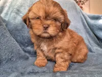 Male 2, a male Shih Tzu for sale in Fort Mill, SC – 1 of 5