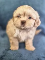 Boy 1 , a male Shih Tzu for sale in Fort Mill, SC – 3 of 5