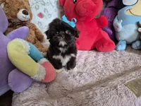 Rose , a female Shih Tzu for sale in Fort Mill, SC – 2 of 6