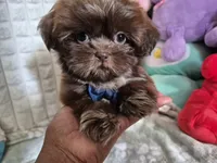 Davo, a male Shih Tzu for sale in Fort Mill, SC – 4 of 5