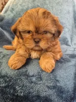 Male 2, a male Shih Tzu for sale in Fort Mill, SC – 3 of 5