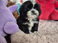 Jade, a female Shih Tzu for sale in Fort Mill, SC – 2 of 5