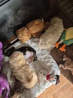 Male 3, a male Shih Tzu for sale in Fort Mill, SC – 2 of 5