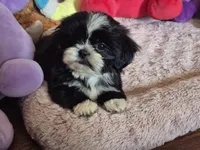Jade, a female Shih Tzu for sale in Fort Mill, SC – 3 of 5