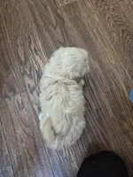 Boy 1 , a male Shih Tzu for sale in Fort Mill, SC – 2 of 5