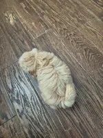 Male 3, a male Shih Tzu for sale in Fort Mill, SC – 5 of 5
