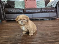 Jax, a male Shih Tzu for sale in Fort Mill, SC – 6 of 6