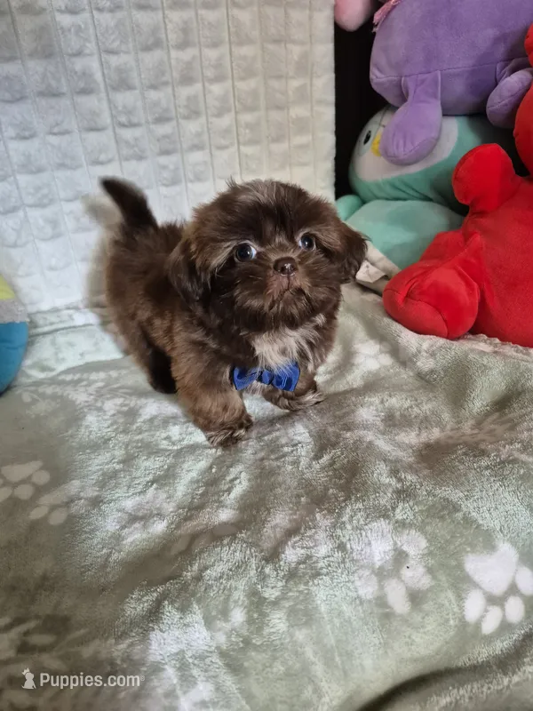 Davo – Shih Tzu puppy for sale in Fort Mill, SC