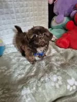 Davo, a male Shih Tzu for sale in Fort Mill, SC – 1 of 5