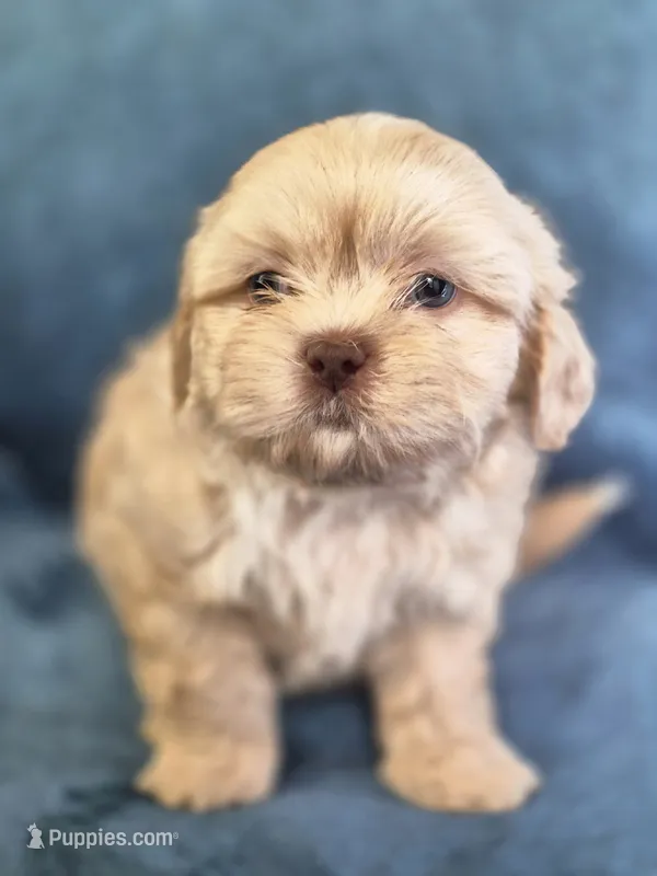 Boy 1 , a male Shih Tzu for sale in Fort Mill, SC – 1 of 5