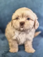 Boy 1 , a male Shih Tzu for sale in Fort Mill, SC – 1 of 5