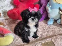 Molly, a female Shih Tzu for sale in Fort Mill, SC – 4 of 4