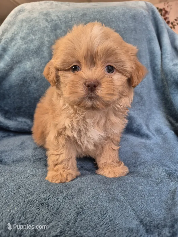 Male 3, a male Shih Tzu for sale in Fort Mill, SC – 1 of 5