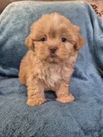 Male 3, a male Shih Tzu for sale in Fort Mill, SC – 1 of 5