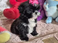 Molly, a female Shih Tzu for sale in Fort Mill, SC – 2 of 4
