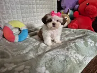 Claire , a female Shih Tzu for sale in Fort Mill, SC – 4 of 6