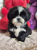 Jade, a female Shih Tzu for sale in Fort Mill, SC – 4 of 5