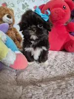 Rose , a female Shih Tzu for sale in Fort Mill, SC – 3 of 6