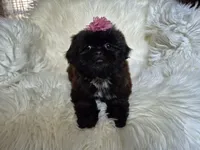 Lily, a female Shih Tzu for sale in Fort Mill, SC – Photo 5 of 6