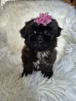 Lily, a female Shih Tzu for sale in Fort Mill, SC – Photo 3 of 6