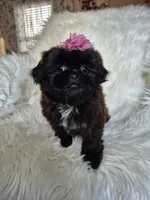 Lily, a female Shih Tzu for sale in Fort Mill, SC – Photo 6 of 6