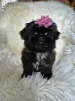 Lily, a female Shih Tzu for sale in Fort Mill, SC – Photo 4 of 6