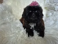 Lily, a female Shih Tzu for sale in Fort Mill, SC – Photo 2 of 6