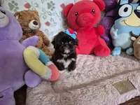 Rose , a female Shih Tzu for sale in Fort Mill, SC – 6 of 6