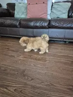 Jax, a male Shih Tzu for sale in Fort Mill, SC – 2 of 6