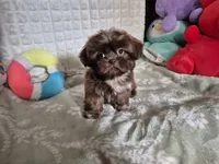 Davo, a male Shih Tzu for sale in Fort Mill, SC – 3 of 5