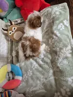 Claire , a female Shih Tzu for sale in Fort Mill, SC – 6 of 6