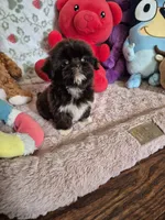 Rose , a female Shih Tzu for sale in Fort Mill, SC – 5 of 6