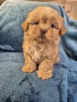 Male 3, a male Shih Tzu for sale in Fort Mill, SC – 3 of 5